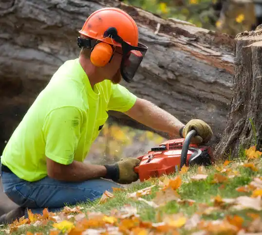 tree services White Sulphur Springs